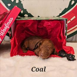 Coal - Red  male Goldendoodle puppy in Haughton, Louisiana from Bailey’s Cajun Canines