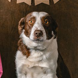 Zip - Border Collie