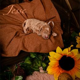 Jesse - Cream male Goldendoodle puppy in Syracuse, Utah from 2 Bros Doodles