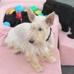 Fefe - Wheaten female Scottish Terrier puppy in Mancelona, Michigan from Stefany Farm of Happiness