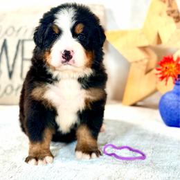 Purple girl - Tri-color female Bernese Mountain Dog puppy in Waukesha, Wisconsin from Bernese Boutique