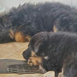 German Shepherd Puppies from Vom Hillhaus