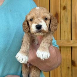 Zadkiel - Red and white male Cockapoo puppy in Holton, Indiana from MoonShine Babies
