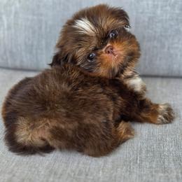 Twix - Chocolate and tan female Shih Tzu puppy in Jenks, Oklahoma from Northstar Shih Tzu