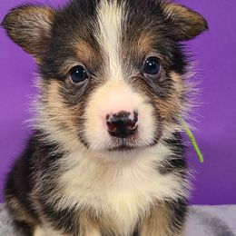 Boy 1 - Black and tan Pembroke Welsh Corgi puppy in Vinton, Ohio from Raccoon Creek Corgis