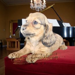 Jason - Cream male Dachshund puppy in Washington, North Carolina from Elegant Dachshunds-Eledox