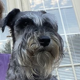 Fancy - Miniature Schnauzer