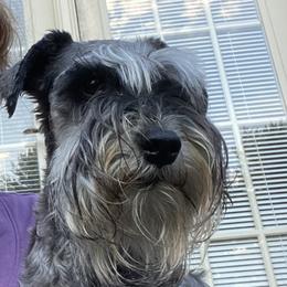 Fancy - Miniature Schnauzer