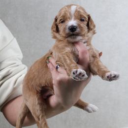 Coco - Red  female Goldendoodle puppy in Warsaw, Ohio from Lovabledoodles