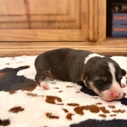 Girl 1 - Red female Pembroke Welsh Corgi puppy in Johnson City, Texas from McCall Creek Corgis