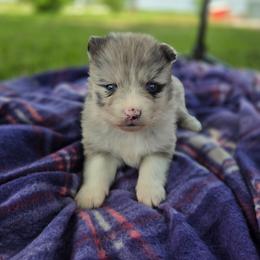 Ella - Merle female Pomsky puppy in Mc Callsburg, Iowa from SZ Rolling Acres LLC