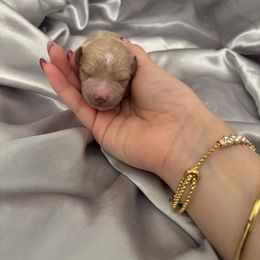 Pumpkin - Cream female Goldendoodle puppy in Noblesville, Indiana from R and H Doodles