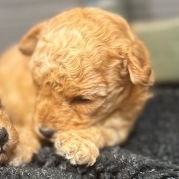 Brody - Apricot male Poodle puppy in Taylorsville, North Carolina from SilverLining highlands and hounds
