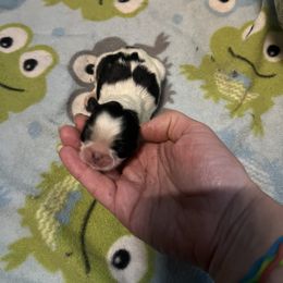 Dapples - Black Pekingese puppy in Cumming, Georgia from Imperial Pekingese