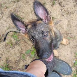 German Shepherds from Bayou Valley Shepherds
