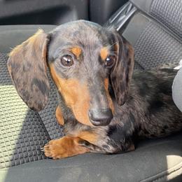 Winnie - Dapple female Dachshund puppy in Fayetteville, Arkansas from Natural State Dachshunds