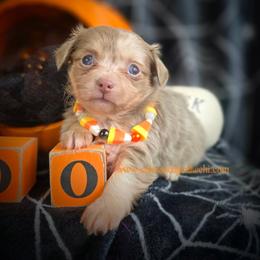 Monet - Merle female Chihuahua puppy in Piqua, Kansas from Cute As A Cupcake Chihuahuas