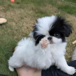Girl 3 - White and black female Japanese Chin puppy in Snohomish, Washington from Musashi Japanese Chin