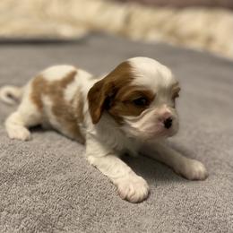 Cavalier King Charles Spaniel Puppies from Sophie’s AKC Cavaliers