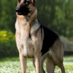 German Shepherds from Sogne Fjord German Shepherds & Cardigans