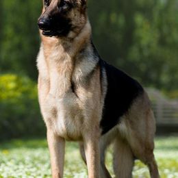 German Shepherds from Sogne Fjord German Shepherds & Cardigans