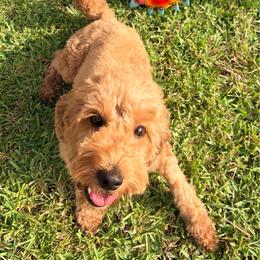 Fresa - Goldendoodle