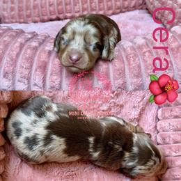 Cera - Dapple female Dachshund puppy in Hornbeck, Louisiana from A&Z Mini Dachshunds