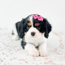 Cavalier King Charles Spaniel, Cavapoo, and Poodle Puppies from Red Skye Puppies