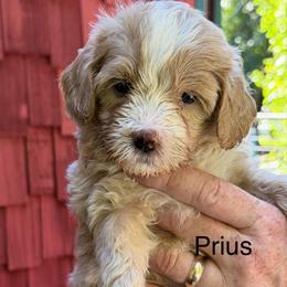 Prius - Yellow and white female Bernedoodle puppy in Campbellsville, Kentucky from Blue Belle Hills Bernedoodles