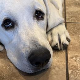 Labrador Retrievers from Bougie Labradors
