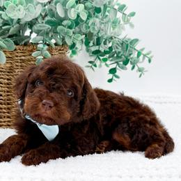Chewy - Phantom male Goldendoodle puppy in North Carolina from NC Doodle Puppies