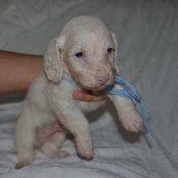 Aspen - Piebald male Dachshund puppy in Houston, Texas from Winnie’s Royal Doxies