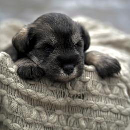 Kringle - Salt and pepper male Miniature Schnauzer puppy in Collinsville, Mississippi from Hillside Kennels