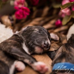 Silken Windhound Puppies from Amethyst Silken Windhounds