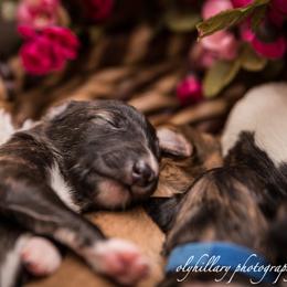 Silken Windhound Puppies from Amethyst Silken Windhounds