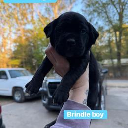 Light blue - Black brindle male Cane Corso puppy in Opelousas, Louisiana from Azelees Cane Corso