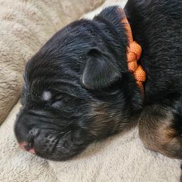 Orange - Black and red male German Shepherd puppy in Newaygo, Michigan from Sterley Shepherds