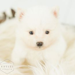 Pomsky Puppies from Kaelel Kennels