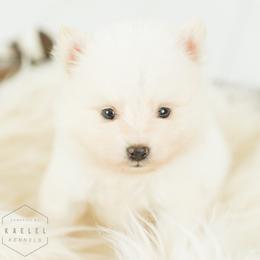 Pomsky Puppies from Kaelel Kennels