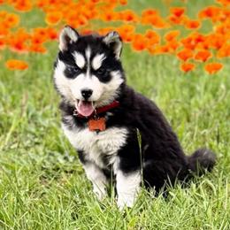 Poppy - Black and white female Siberian Husky puppy in Sherwood, Oregon from Whiskey River Siberians