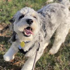 Winnie - Aussiedoodle