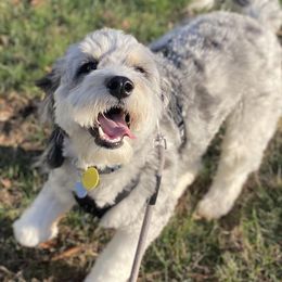 Winnie - Aussiedoodle