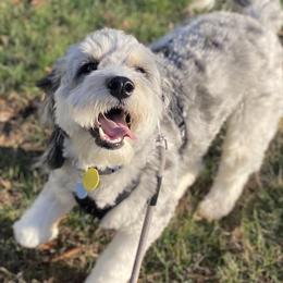 Winnie - Aussiedoodle