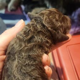Noel - Brown and white female Aussiedoodle puppy in Powder Springs, Georgia from My Classy Doodles