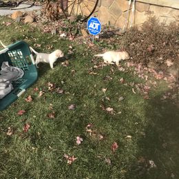Labrador Retriever Puppies from Whispering Creek British labs LLC