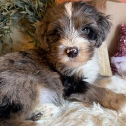 Boy 7 - Merle male Bernedoodle puppy in Perryville, Maryland from Heavenly Heritage Dachshunds and Doods