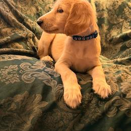 Blue Boy - Nand - Cream male Saluki puppy in Los Angeles, California from Srinagar Salukis
