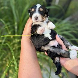 Aegean - Tri-color female Bernedoodle puppy in Russellville, Arkansas from Crossgate Doodles