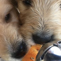 Goldendoodle Puppies from Brashears Livestock and Dogs