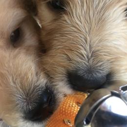 Goldendoodle Puppies from Brashears Livestock and Dogs